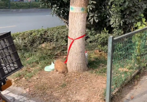 带着全部家当，被人遗弃在小区门口的漂亮小狗
