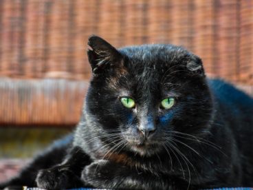 黑色萌猫咪图片