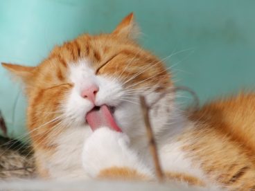 卖萌小猫图片