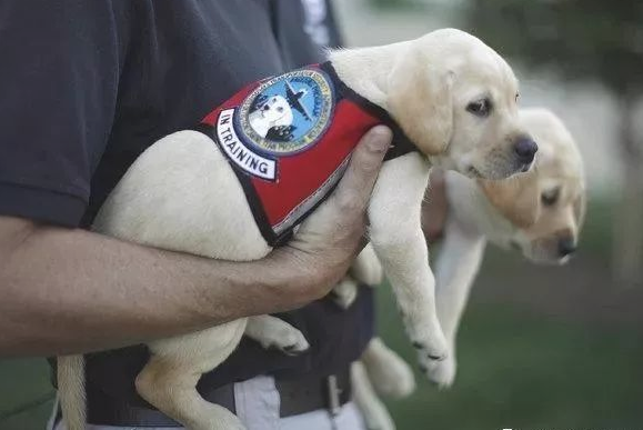 小小的工作犬第一日入岗的样子，明确并不是来装萌的？