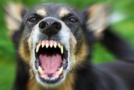 恶犬伤人，为何狗主人总能隐身？