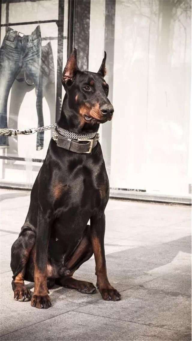 路人见金毛开心合照，转头见杜宾犬一脸嫌弃：会咬人吗？