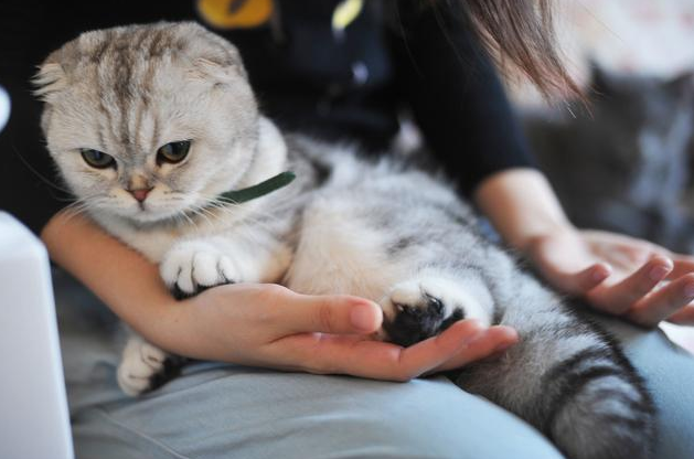 男子暂时收养流浪橘猫，不料橘猫成功讨好家里猫狗：留下它