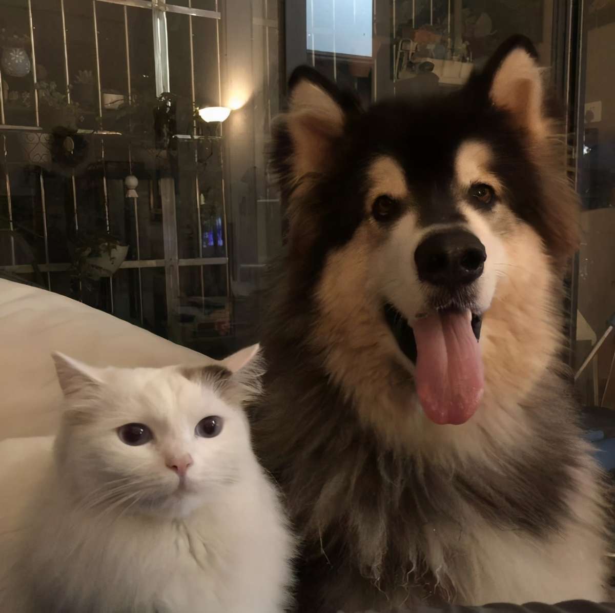 猫狗双全是种什么样的体验？