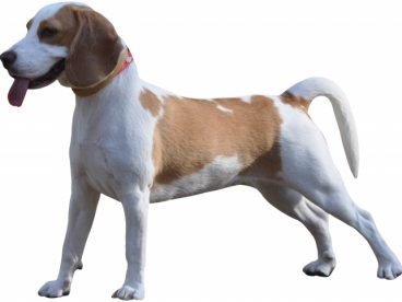 史宾格宠物犬图片
