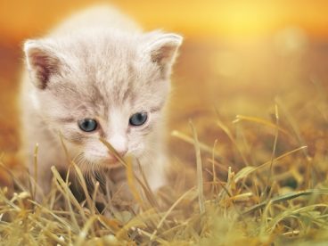 可爱猫宝贝图片