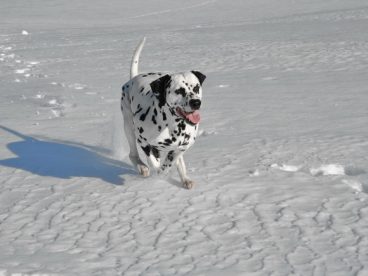 斑点犬图片