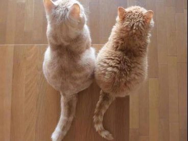 这么萌的小猫图片你见过吗？小猫PP对着你就像香酥软糯，入口即化。