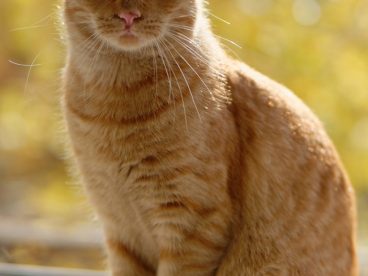 可爱呆萌花猫图片