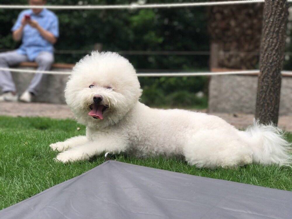 希望多一些大草坪和公园可以让狗子进去的，大家说是不是呀！