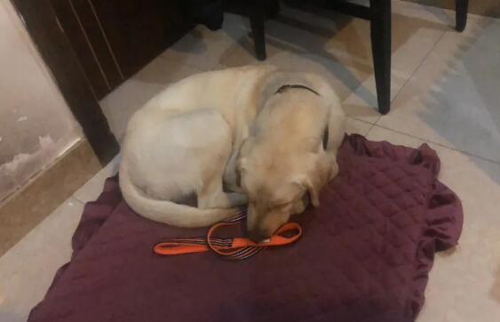 10岁退役导盲犬不愿与主人分开，临行前…它拼命爬回主人脚边！