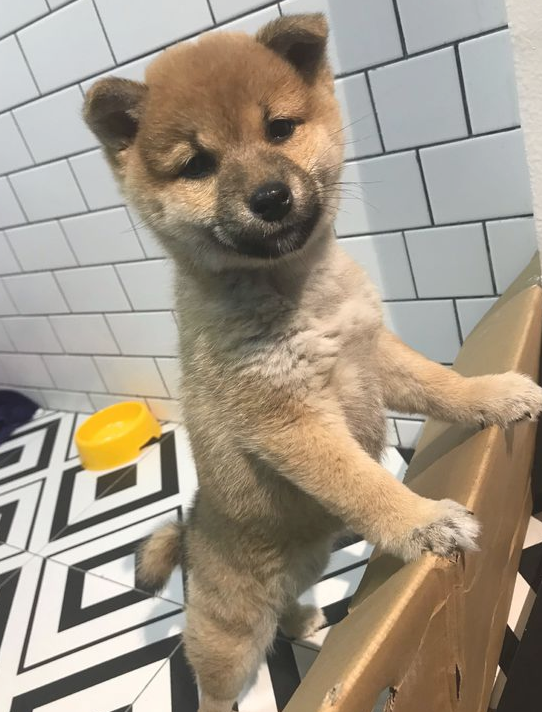 柴犬太黏人，网友用纸箱子就想遮挡它，狗：很小瞧我了吧！