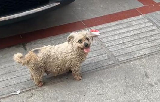 脏兮兮的流浪比熊犬，为食物极力讨好人类，跟踪后发现它竟然有家