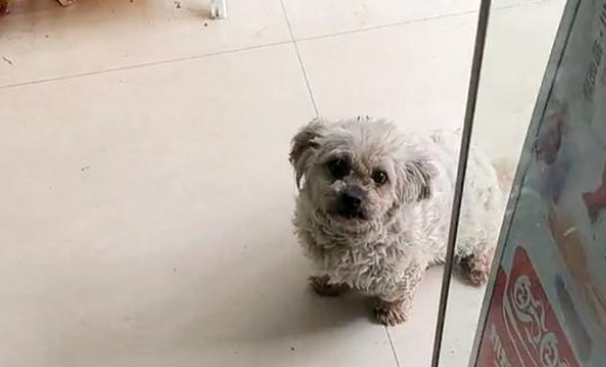 脏兮兮的流浪比熊犬，为食物极力讨好人类，跟踪后发现它竟然有家