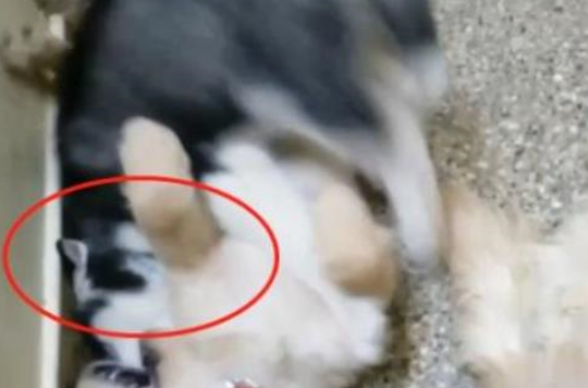 小奶哈欺负小金毛，把小金毛按着打，怪不得是个单身狗