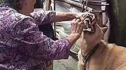 狗狗嫌弃没肉不肯吃饭，奶奶的操作把人看呆：姜还是老的辣