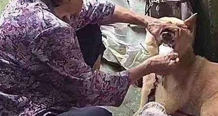 狗狗嫌弃没肉不肯吃饭，奶奶的操作把人看呆：姜还是老的辣