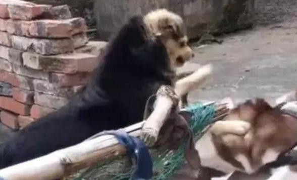 土狗被二哈“戏弄”，摆手就打一巴掌，哈士奇秒怂变“软蛋”
