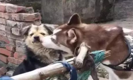 土狗被二哈“戏弄”，摆手就打一巴掌，哈士奇秒怂变“软蛋”