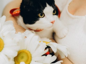 黑白萌猫咪图片