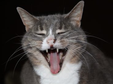 小猫打哈欠图片