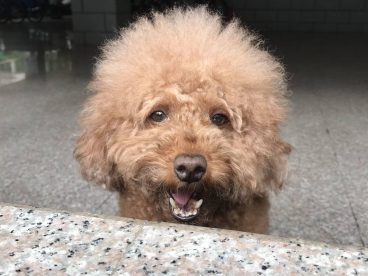 贵宾狗狗很乖，绝不咬人