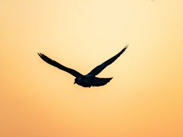 黄昏天空鸽子剪影图片