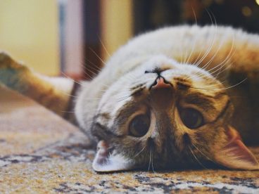 狸花猫可爱图片