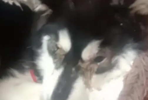 哈士奇不幸患上犬瘟，被主人扔到垃圾桶旁，嘴巴被绑无法呼救！
