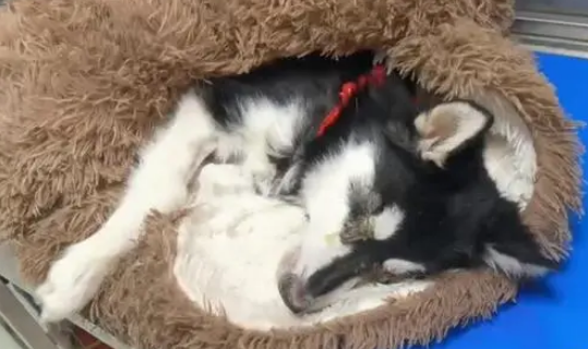 哈士奇不幸患上犬瘟，被主人扔到垃圾桶旁，嘴巴被绑无法呼救！
