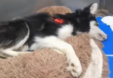 哈士奇不幸患上犬瘟，被主人扔到垃圾桶旁，嘴巴被绑无法呼救！