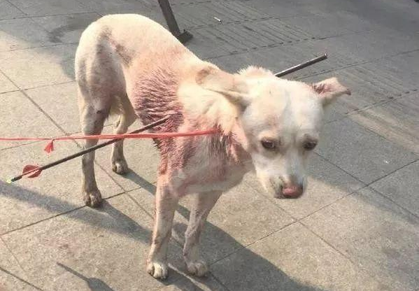 流浪狗被别人用铁箭射穿，它失落地在大街上寻求帮助，近百人看热闹