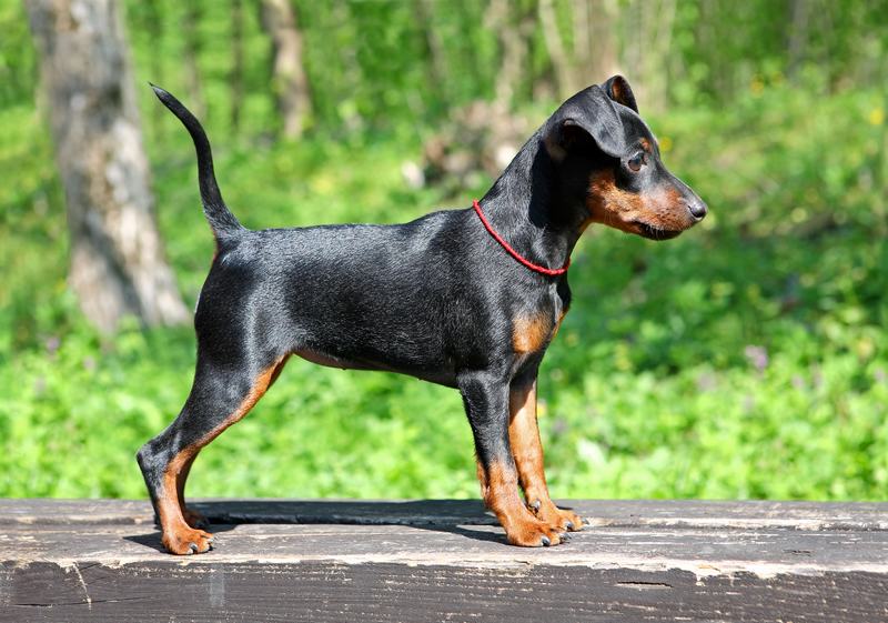 纽芬兰犬品种介绍