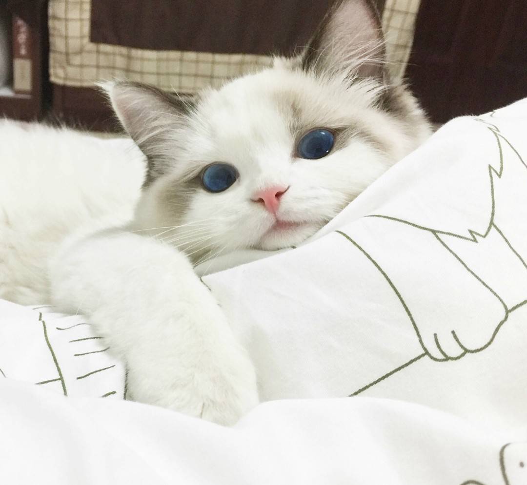 喵喵喵喵喵猫