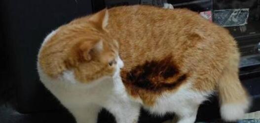 为啥要养猫猫狗狗？因为无论我几点回来，它都蹲在门口等我
