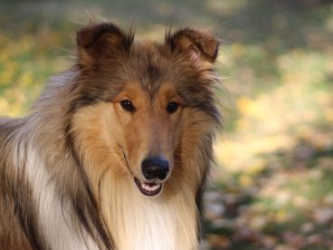 粗毛苏格兰牧羊犬图片