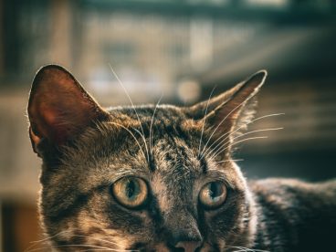 可爱呆萌狸花猫摄影图片