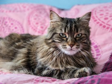 可爱萌宠缅因库恩猫摄影图片