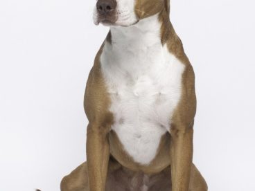 比特犬的图片
