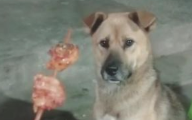田园犬爱吃火锅串串，妈妈不点头，狗狗只有闻着淌口水！