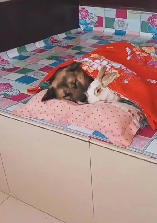 土狗在炕上抱着兔子在睡觉，主人觉得还挺温馨，但兔子的表情亮了