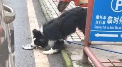 驾驶员一不小心挤扁了边牧的狗盆，狗狗扒着碗“碰瓷儿”