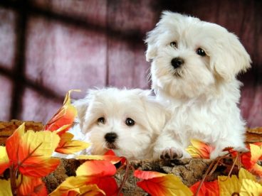 比熊犬图片