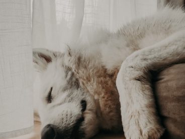 睡在地板上的狗图片