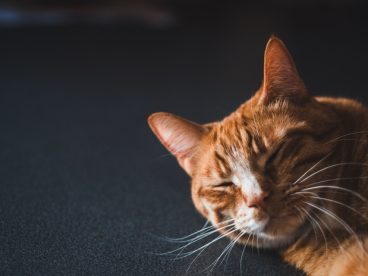 野生狸花猫摄影图片