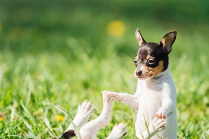 可卡犬：优雅与活力并存的完美伴侣