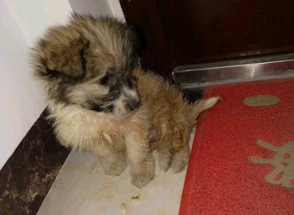 流浪犬被抛弃在公园，女生要想收留，盆友：小土狗，丢面子