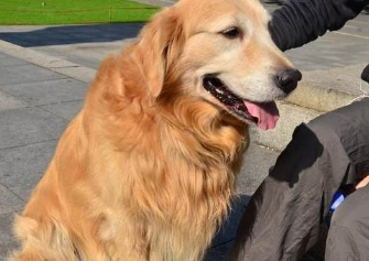 金毛犬在床上撒尿，主人拿起拖鞋就想教育！