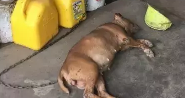 一只对“软垫”迷之热爱的狗狗，背后的原因却让人泪目