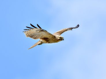 野生秃鹰高空飞行图片